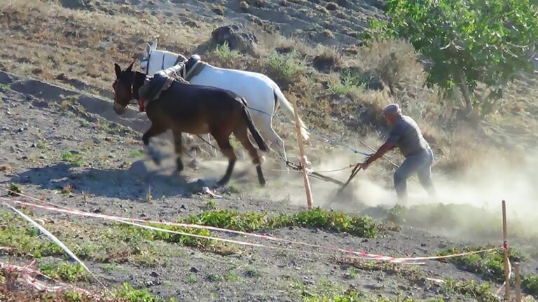 Our Restaurant ploughing the land of santorini