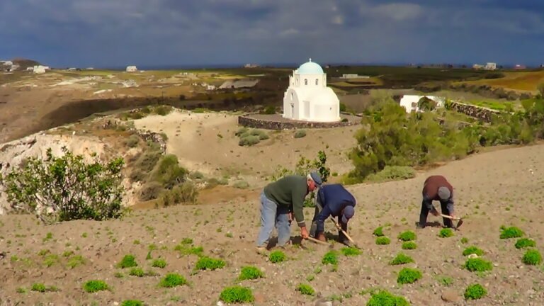 Our Restaurant santorini cherry tomatoes (tomataki santorinis)