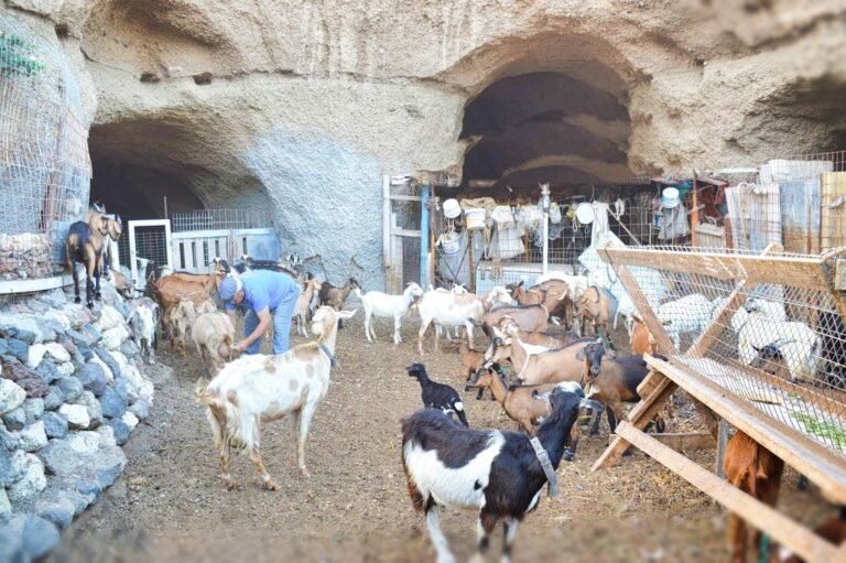 Our Restaurant the farm