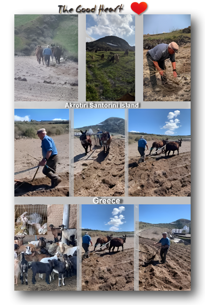 traditional farming and rural life on the island of santorini by good heart in akrotiri village